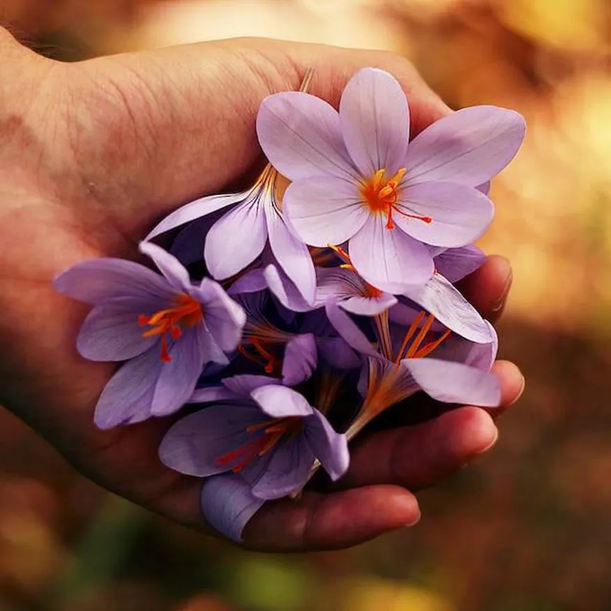 Fiori viola in una mano